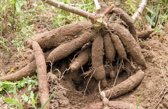 Produção de macaxeira da irrigação pública estadual para período junino cresceu 11%