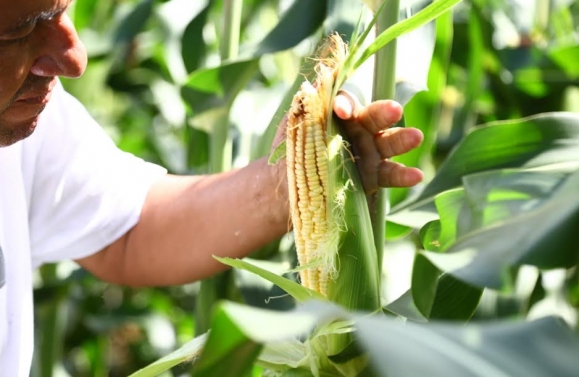 Agricultores dos perímetros irrigados devem colher quatro milhões de espigas de milho verde no período junino