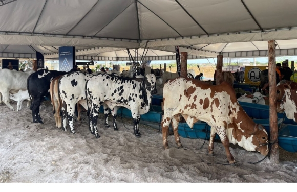 Expo Glória 2024 começa com expectativa de fortalecimento do agronegócio