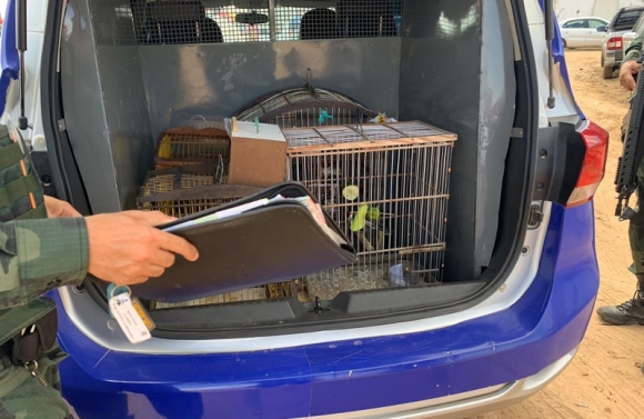 Polícia Militar flagra comércio ilegal de aves silvestres em feiras livres de Aracaju