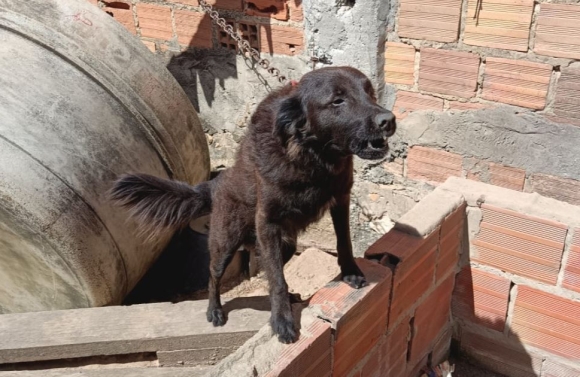 Depama resgata três cachorros em situação de maus-tratos na Zona Sul de Aracaju