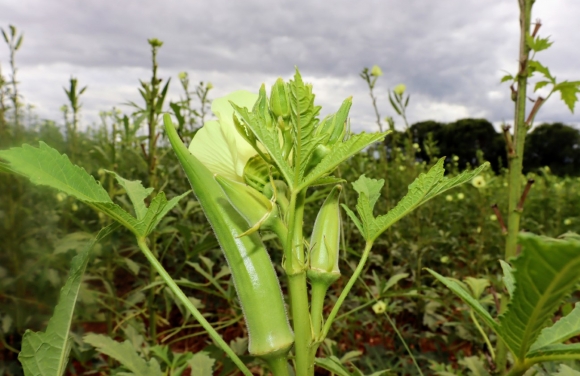 Irrigantes do perímetro estadual em Canindé poderão produzir sementes para marca de insumos agrícolas nacional