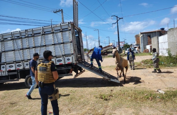 Depama indicia dois proprietários por abandono de animais soltos em rodovia na Zona de Expansão de Aracaju