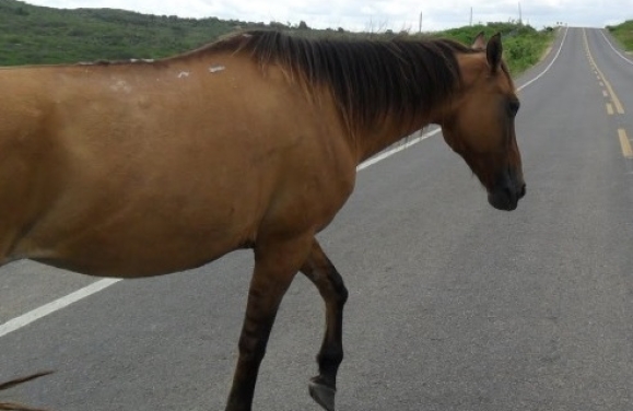 MPSE ajuíza Ação Civil Pública para que o Estado de Sergipe e o DER apreendam animais soltos na Rodovia SE-100