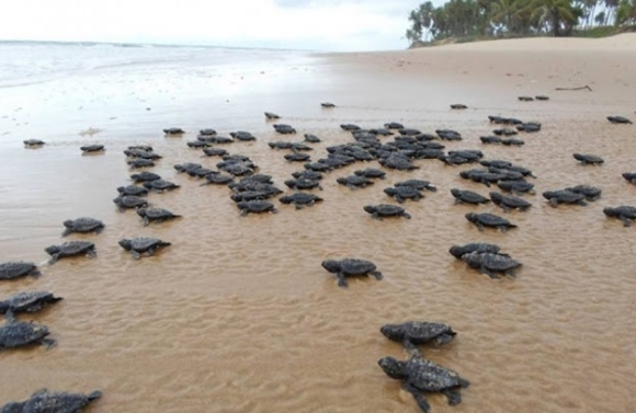 Praia de Sergipe vira aliada das tartarugas