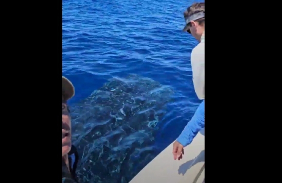 Pescadores fazem raro registro de tubarão-baleia na costa sergipana