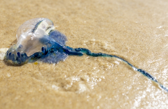 Banhistas devem ficar atentos para evitar queimaduras com água-vivas e caravelas nas praias