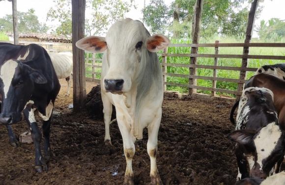 Sergipe antecipa campanha de vacinação contra febre aftosa