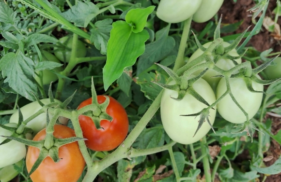 Tomaticultura na irrigação estadual do sertão cresceu 84% de janeiro a setembro